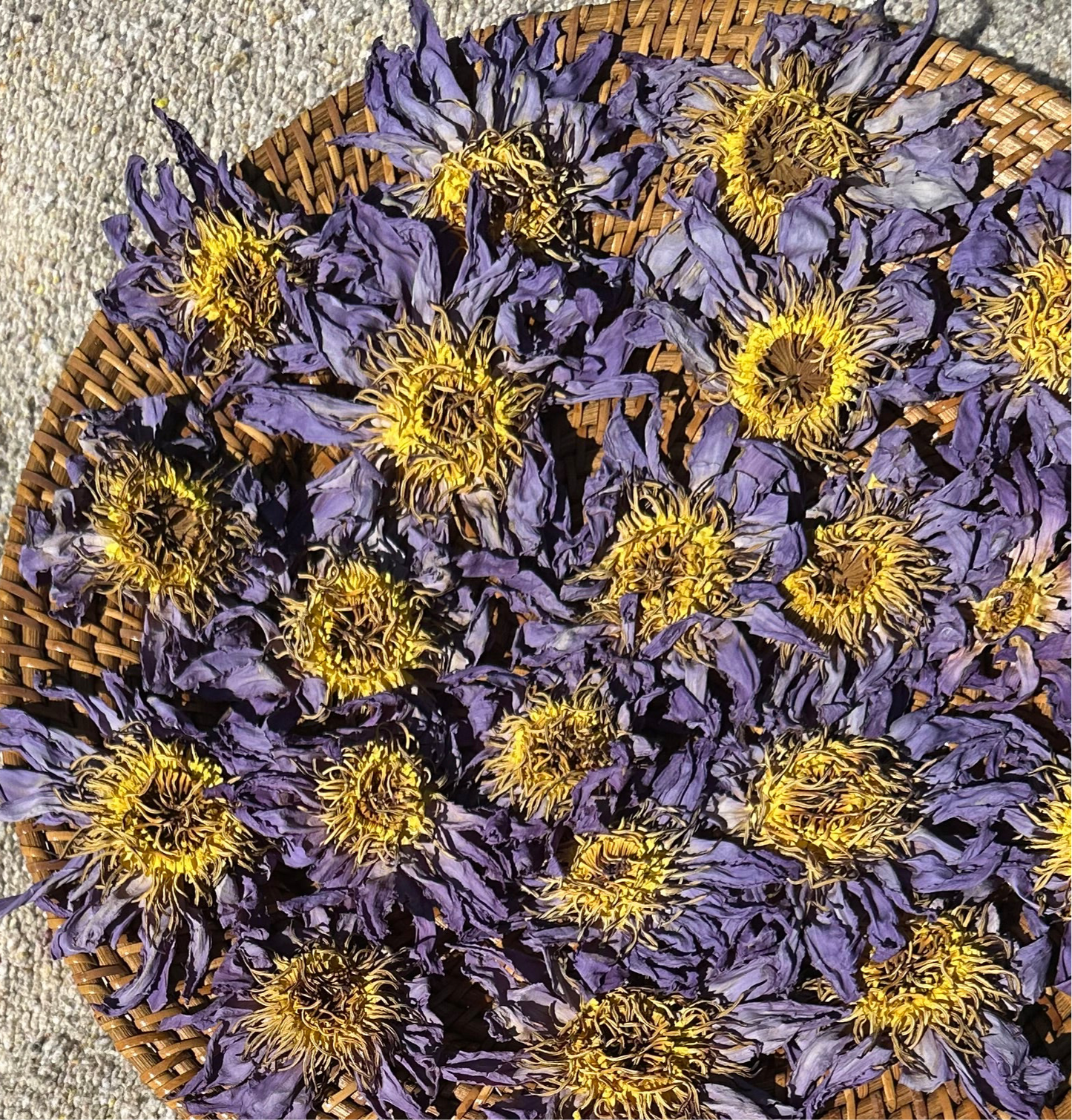 Whole Blue Lotus Flowers (Bulk)