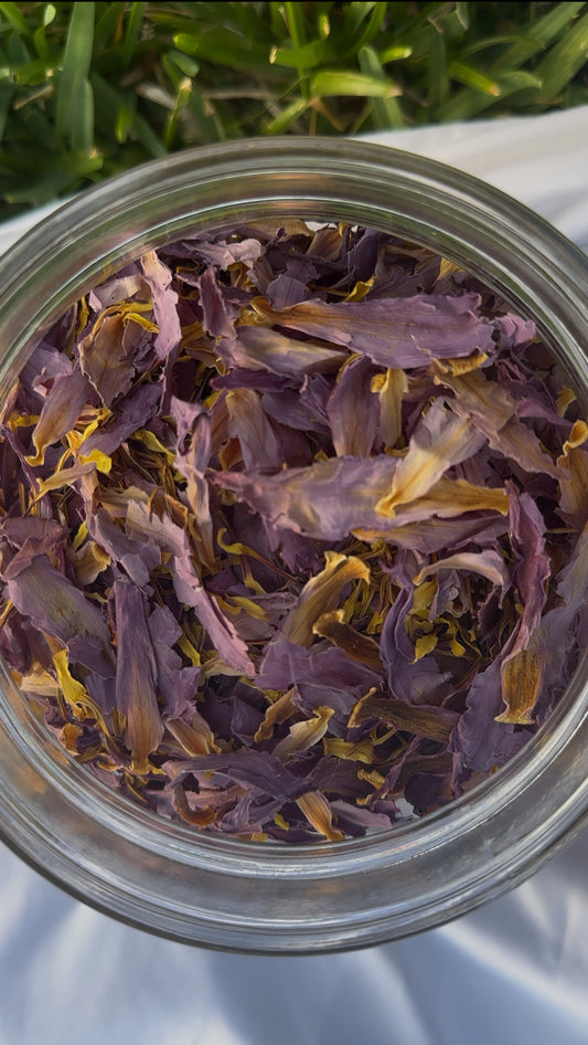 Blue Lotus Flowers Loose Petals (Bulk)